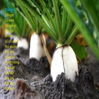 Tháng 5 trồng cây gì